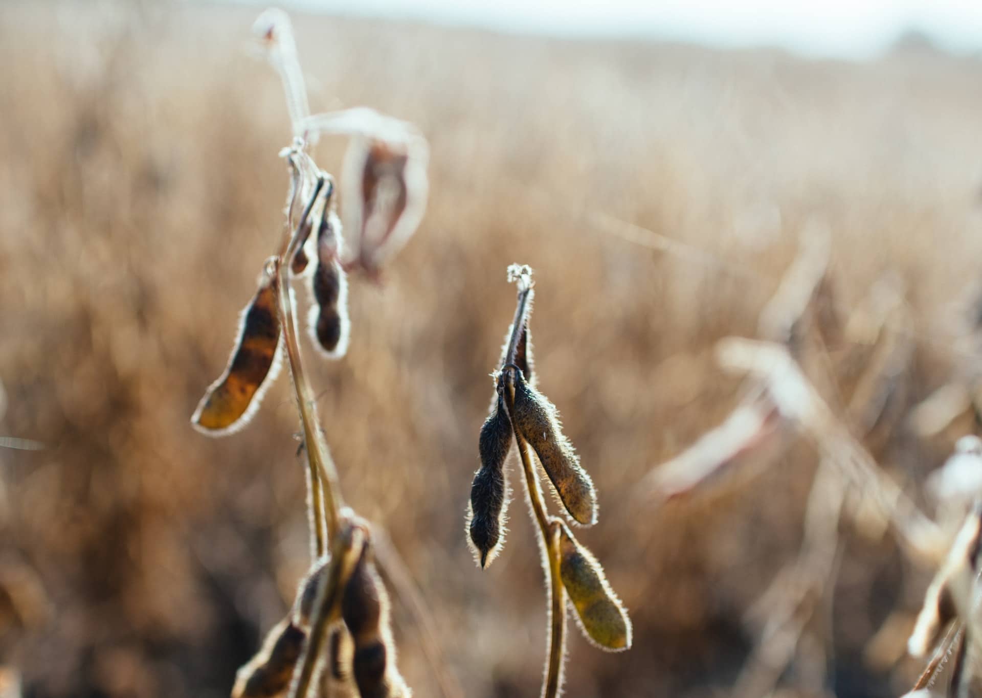 Soybeans growing on farm in the US